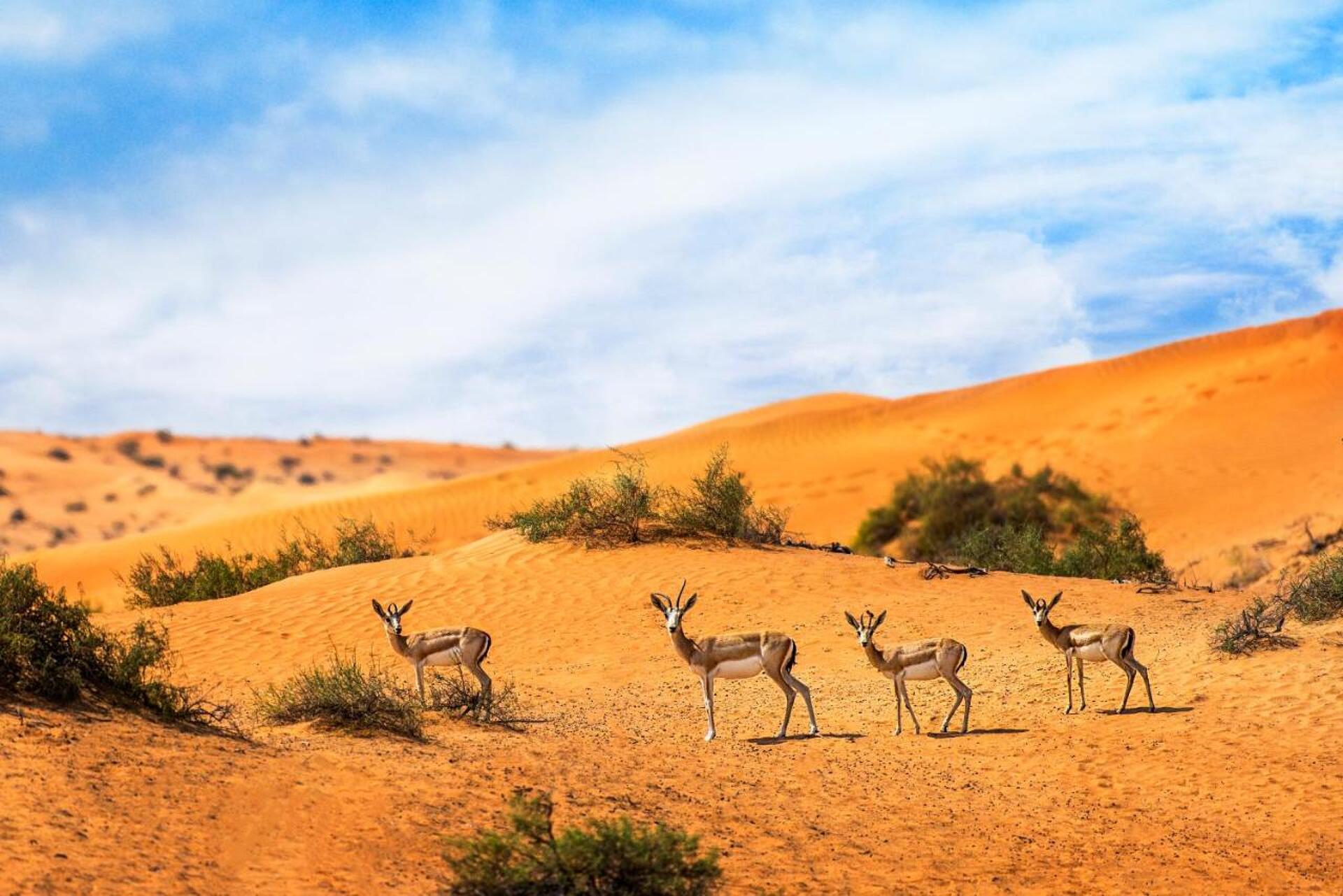 The Ritz-Carlton Ras Al Khaimah, Al Wadi Desert 5* 5