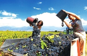 Незабываемый винный тур по Грузии  Алазанская Долина…