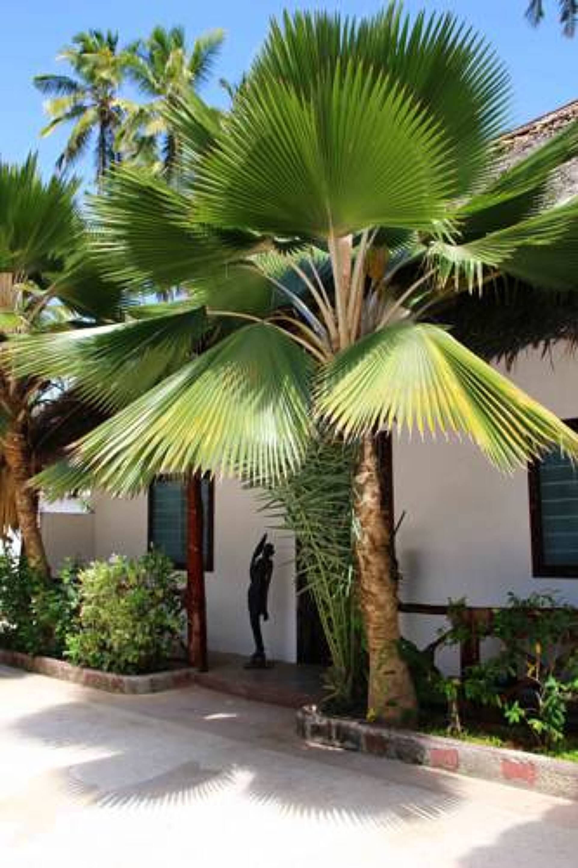 Blu Marlin Village 3* 15