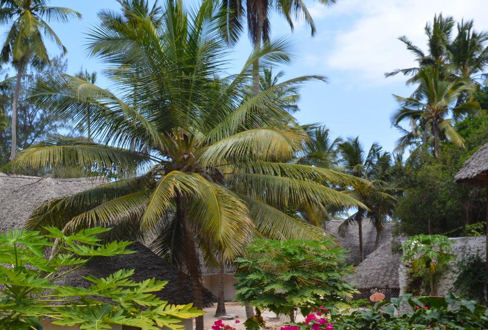 Coral Reef Resort 3* 3