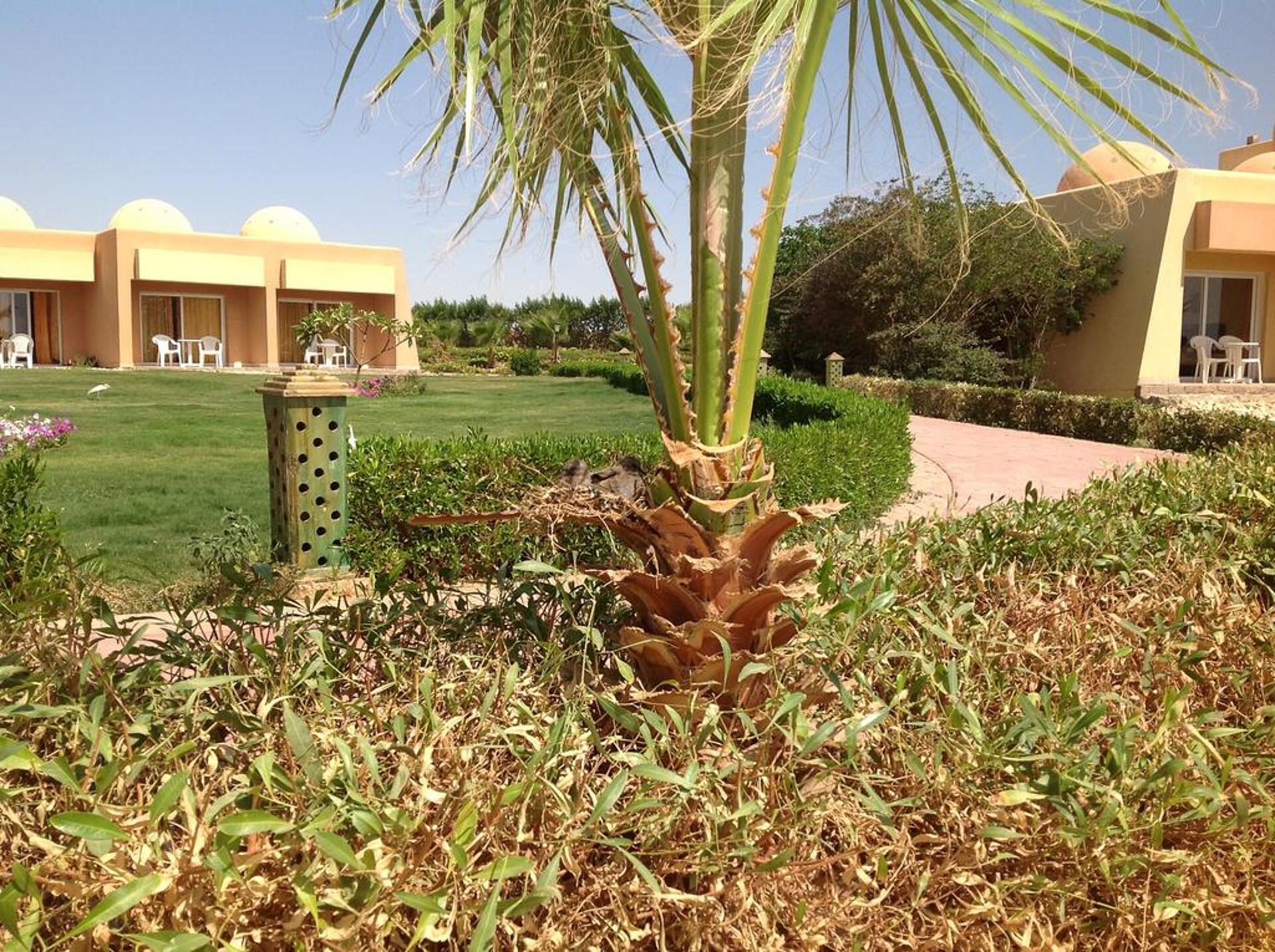 Wadi Lahmy Azur Resort 4* 37
