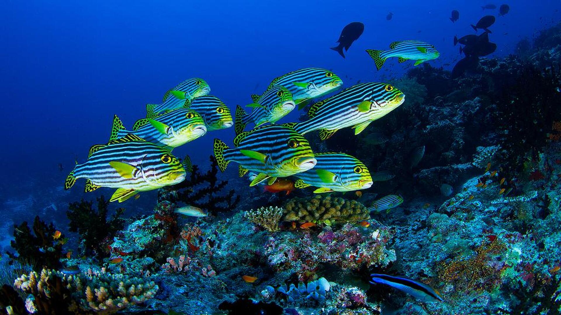 Vakkaru Maldives 5* 7