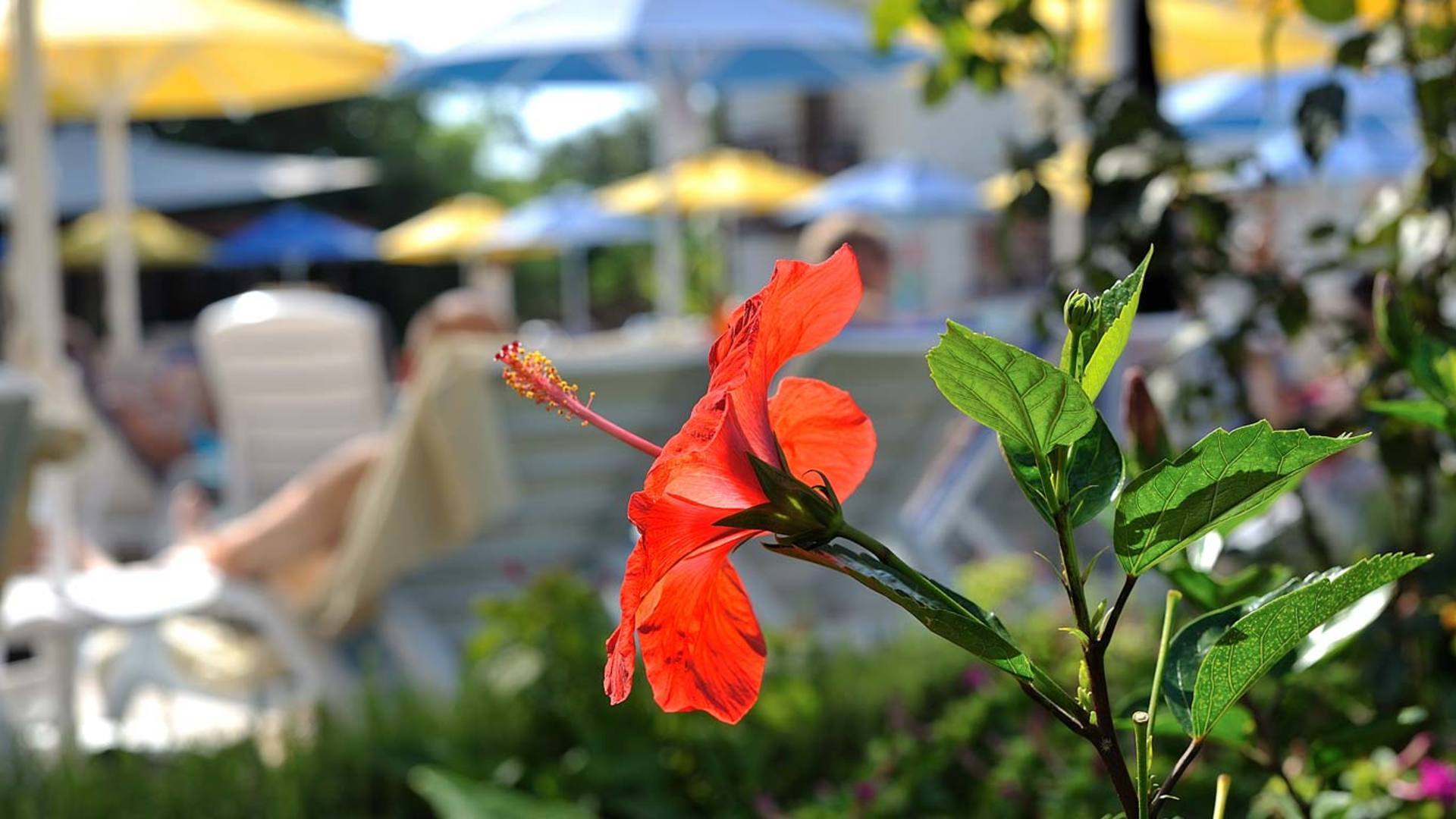 Bitez Garden Life Hotel Bodrum 3* 56