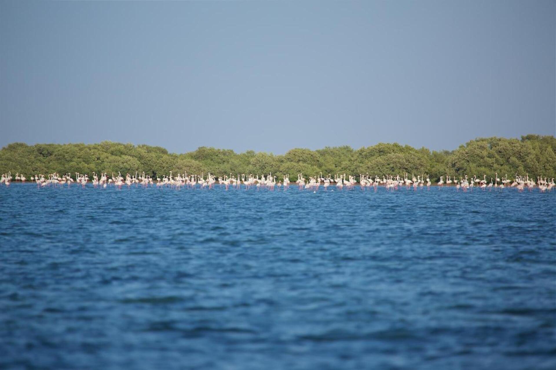 Flamingo Beach Hotel 3* 15