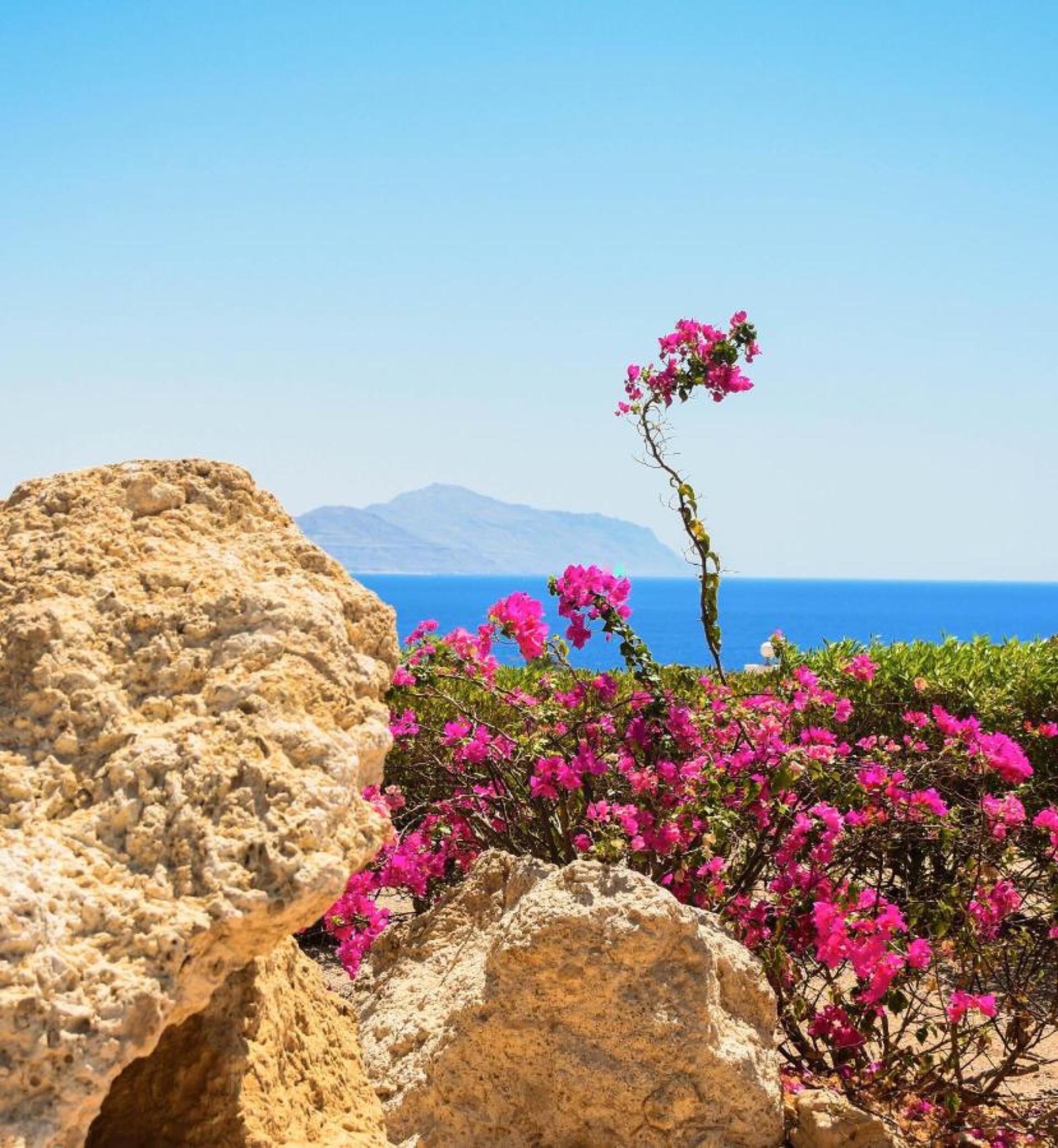 Coral Beach Resort Montazah 4* 16
