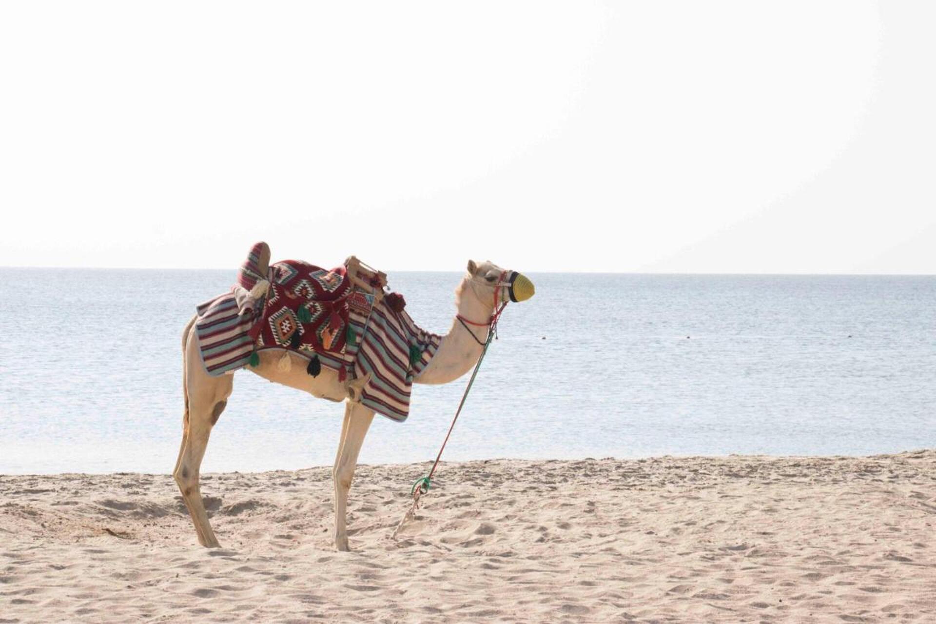 Sealine Beach, a Murwab Resort 40