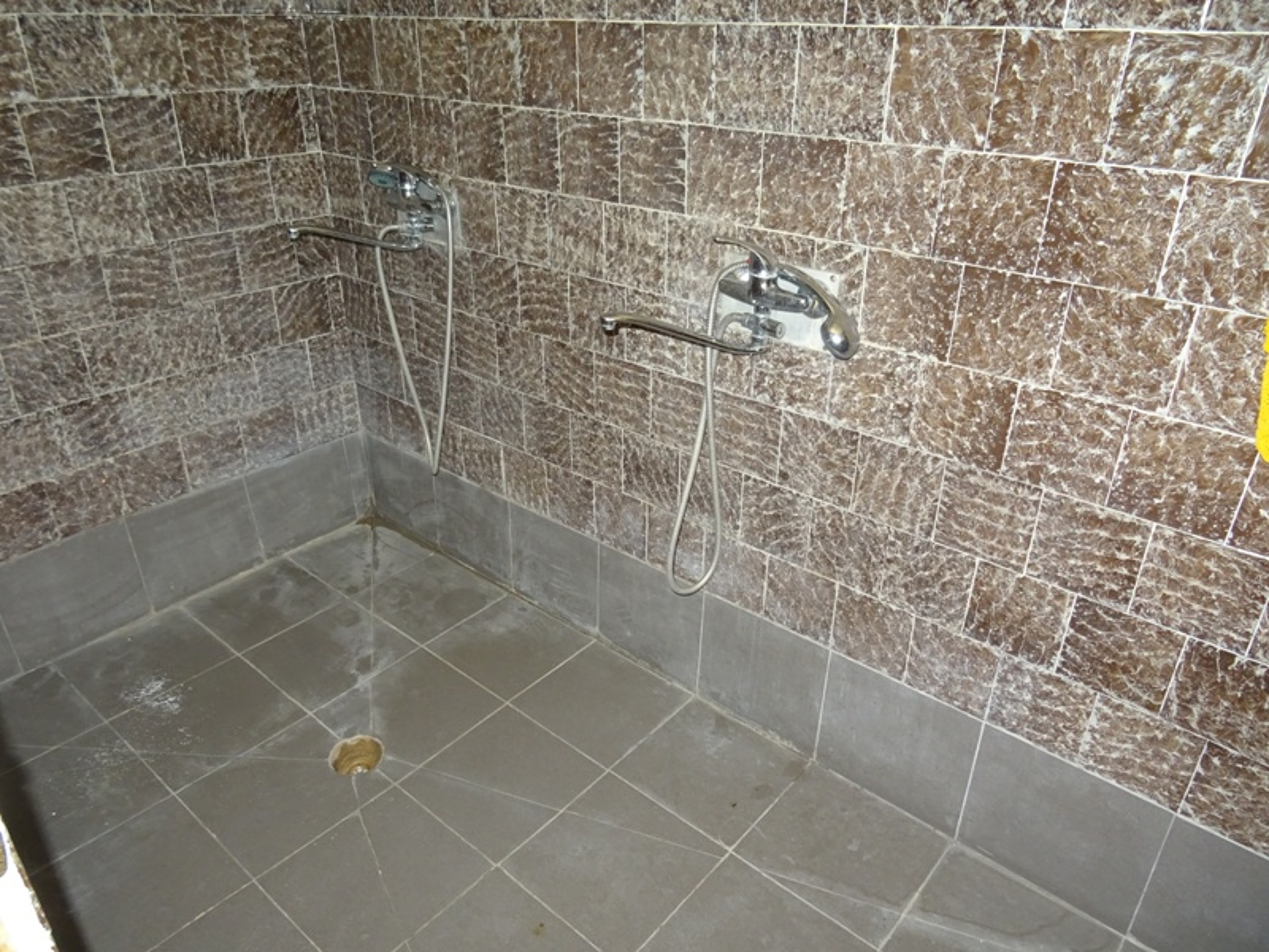 Кипарис 43