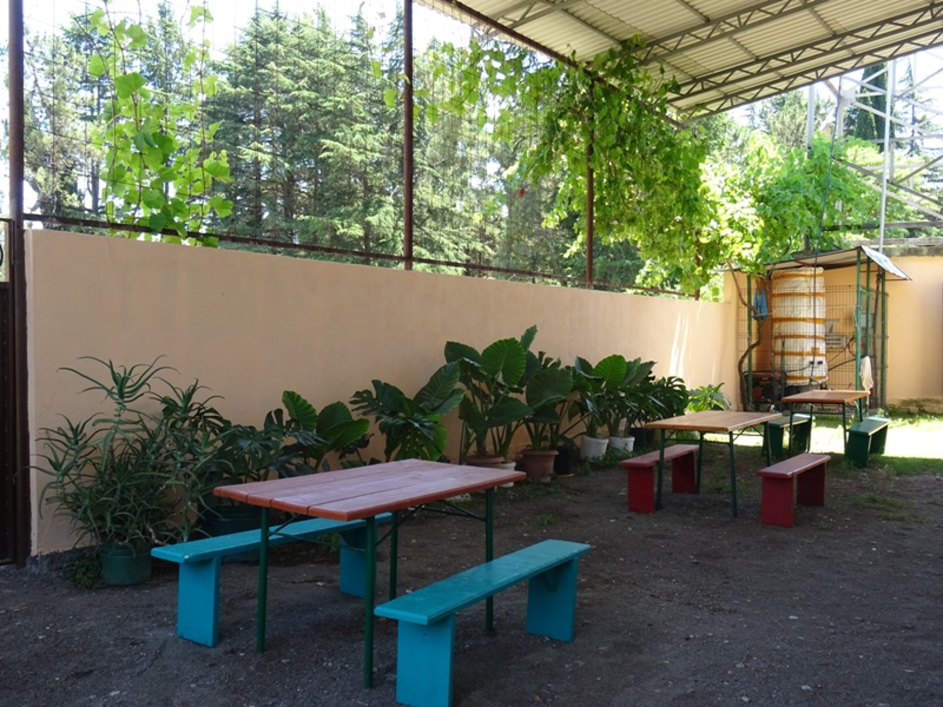 Кипарис 20