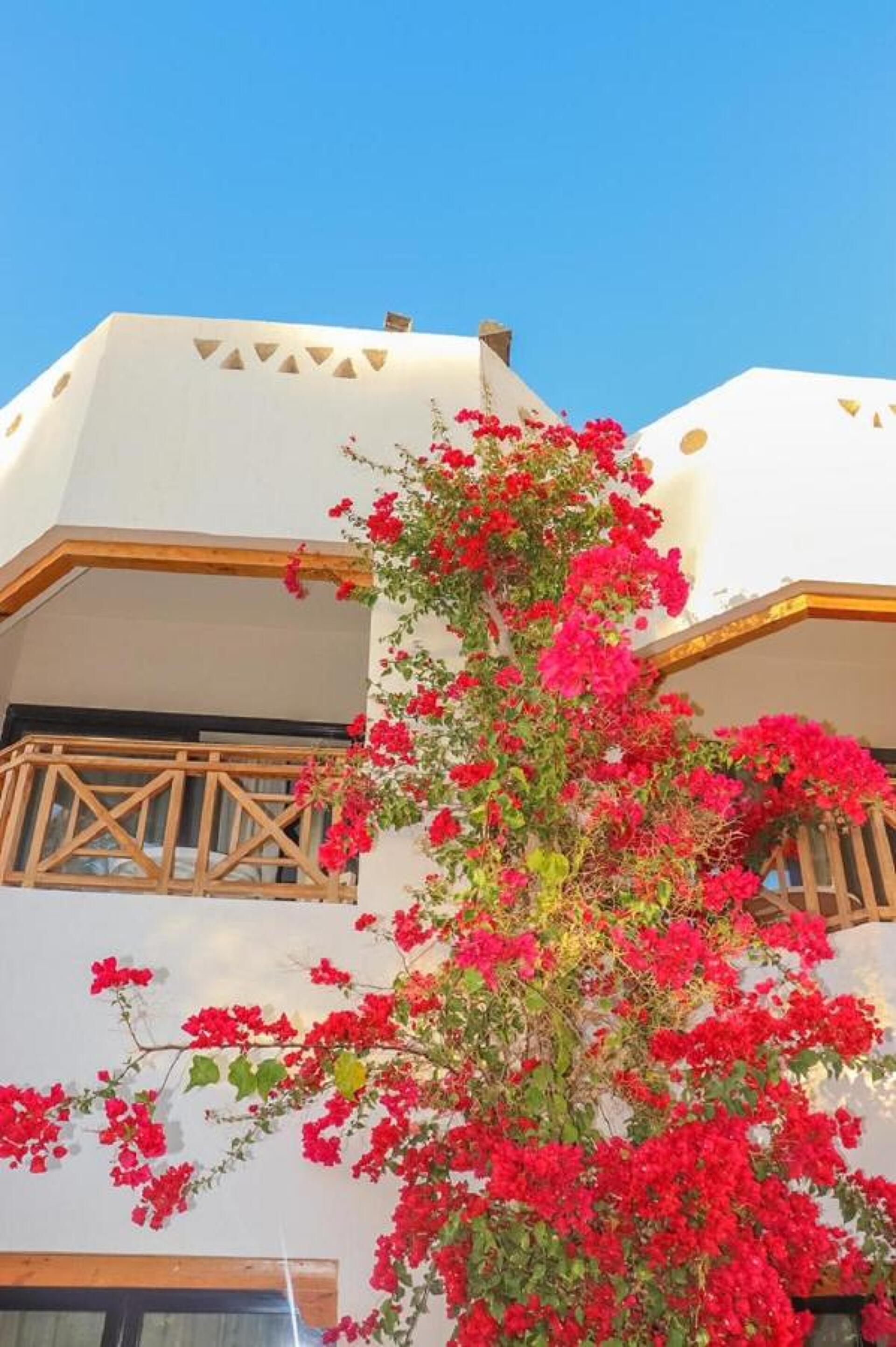 Ghazala Gardens 4* 22