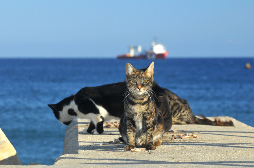 Кот на вывоз: инструкция как вывезти кота из Египта.