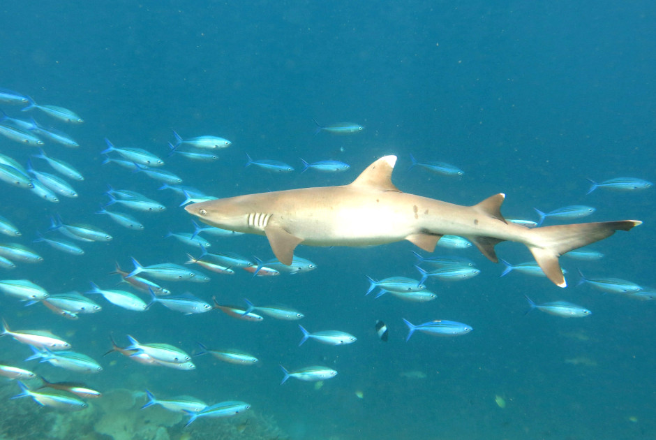 Виды Акул На Мальдивах Фото И Название