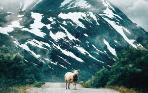 Норвегия завлекает туристов гидами-овцами