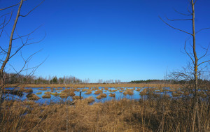 7 вариантов, как провести время на Ольманских болотах