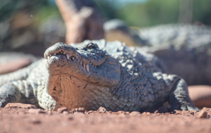 Обязательно увидеть в Агадире: крокодиловая ферма 