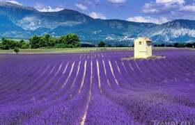 Цветение лаванды в Провансе+отдых в Испании