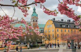 Тур в Стокгольм на цветение сакуры
