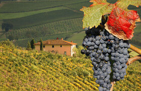 Праздник вин в Тоскане