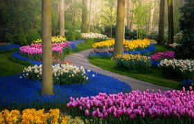 Весна в Голландии и парк Кёкенхов