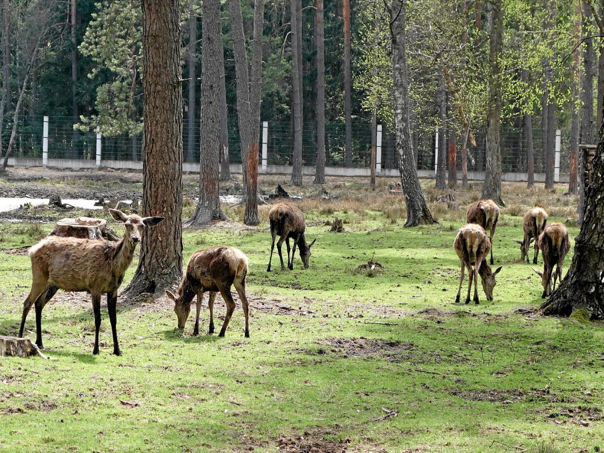 Гродно—Пуща—Брест, 3 дня 3