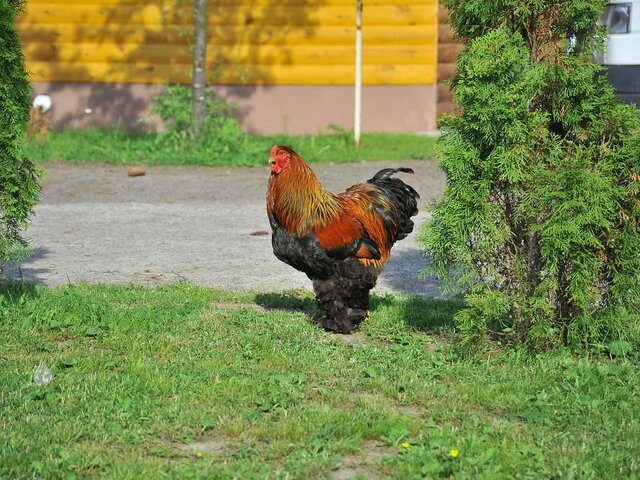 Лесной двор photo 0