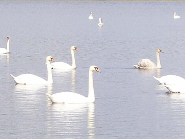 Черешля photo 2