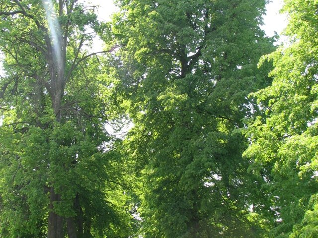 Ласточкино гнездо photo 0