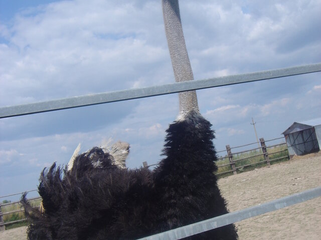 Страусиный уголок photo 1