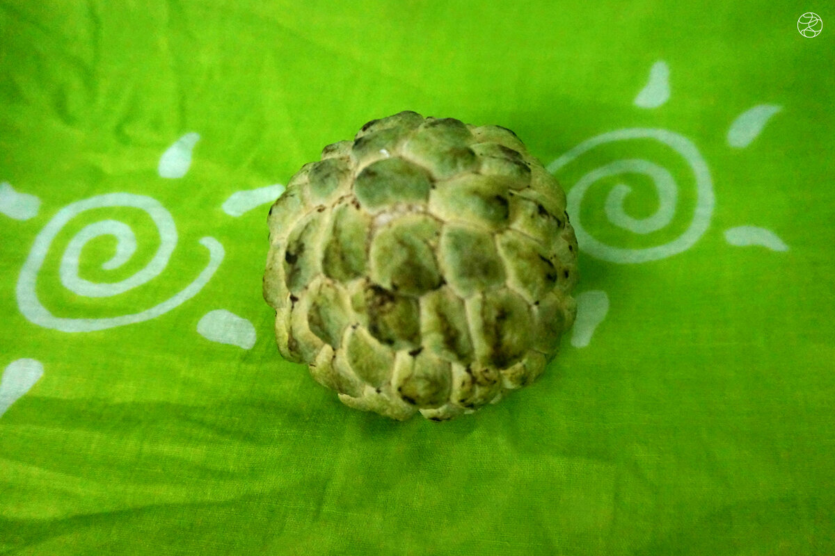 Черимойя