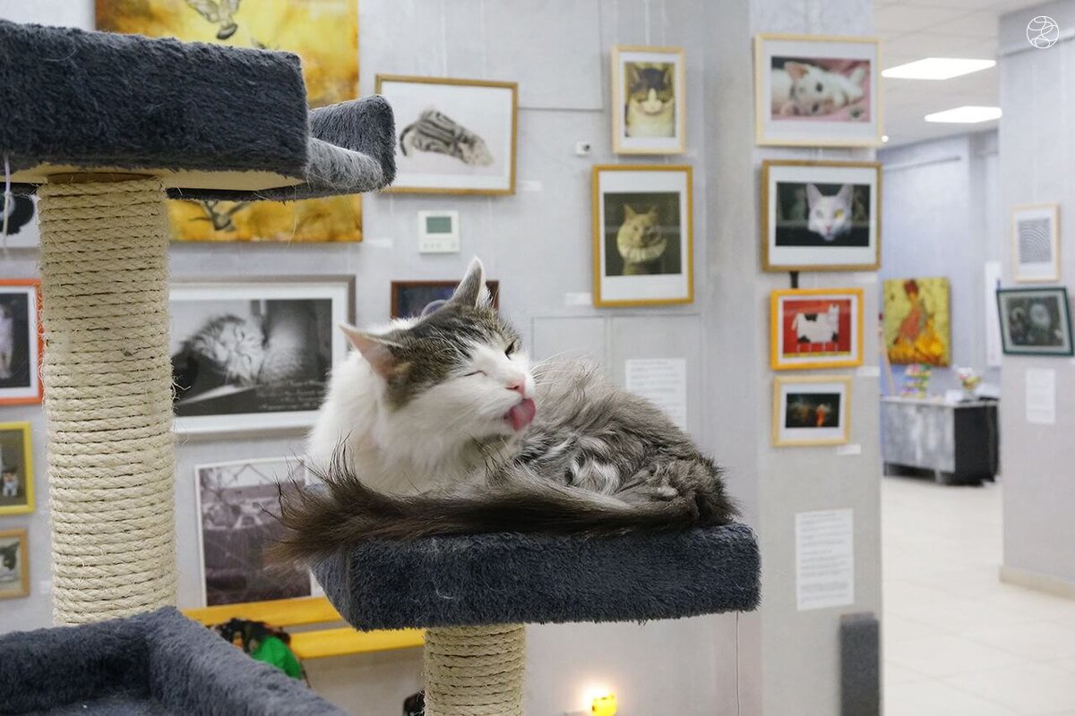 Музей кота Минск
