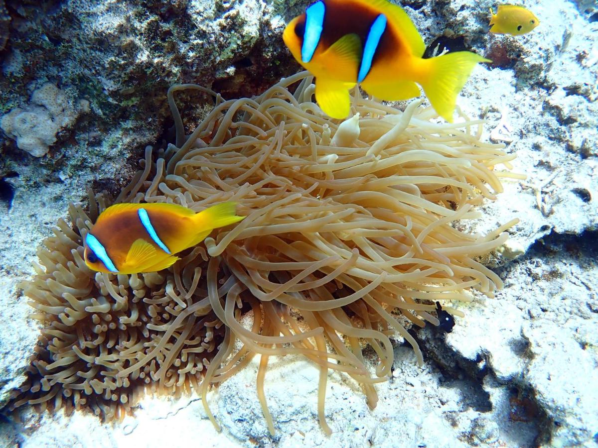 Domina Coral Bay King's Lake Sharm El Sheikh 5*, фото 5