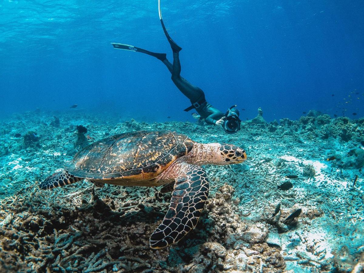 Bliss Dhigurah 3*, фото 13