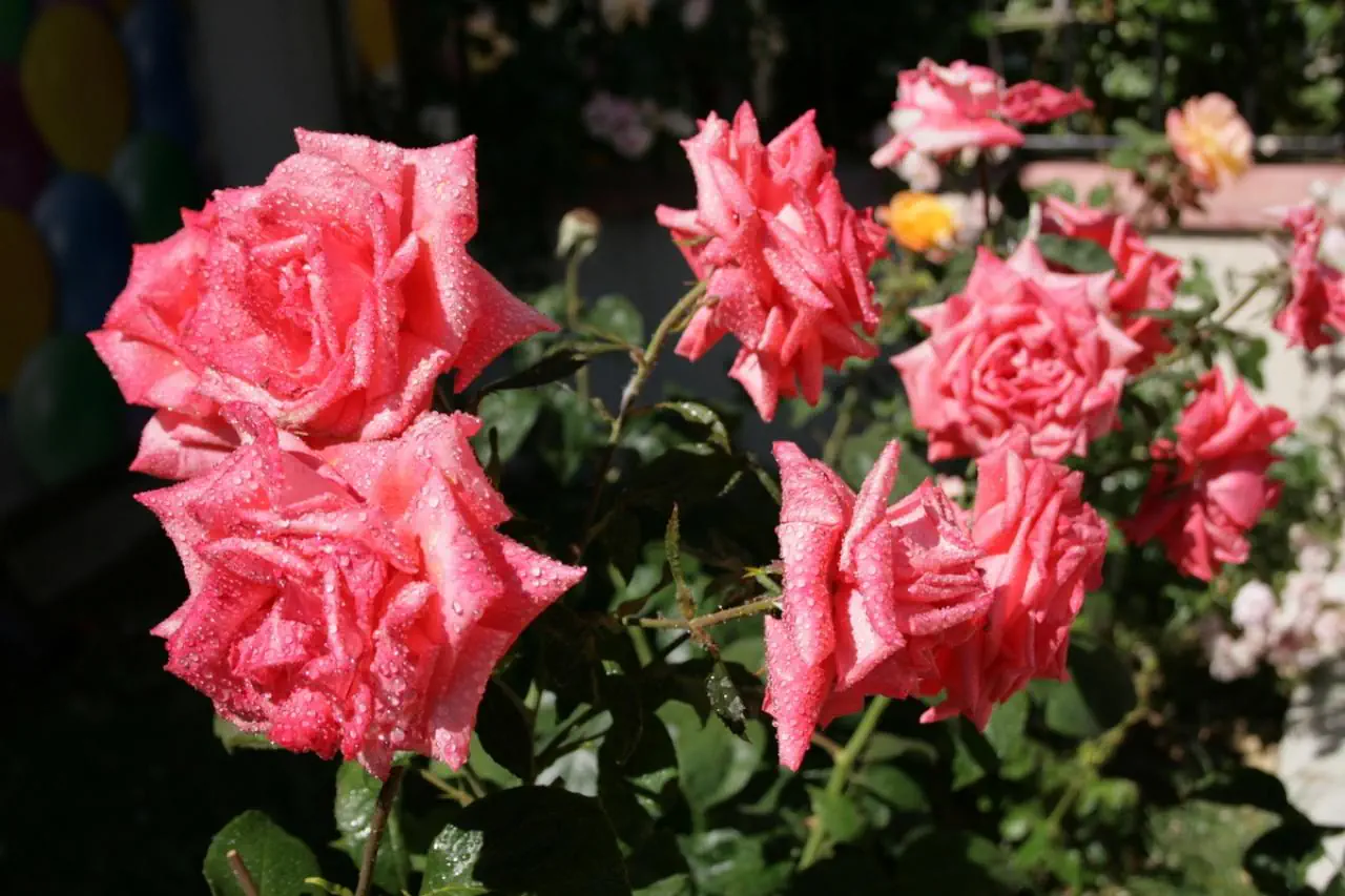 Rose Village 3*, фото 9