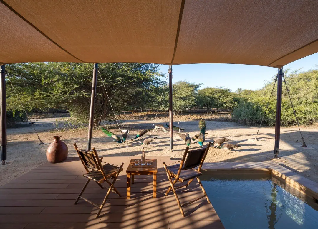 Anantara Sir Bani Yas Island Al Sahel Villa Resort 5*, фото 10