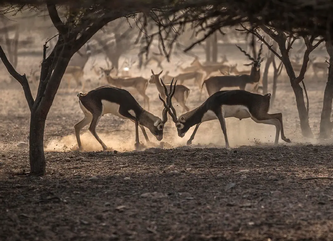 Anantara Sir Bani Yas Island Al Sahel Villa Resort 5*, фото 2