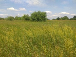 Сокровища Полесья (Туров — Ольшаны — Давид-Городок) с дегустациями и обедом photo 1
