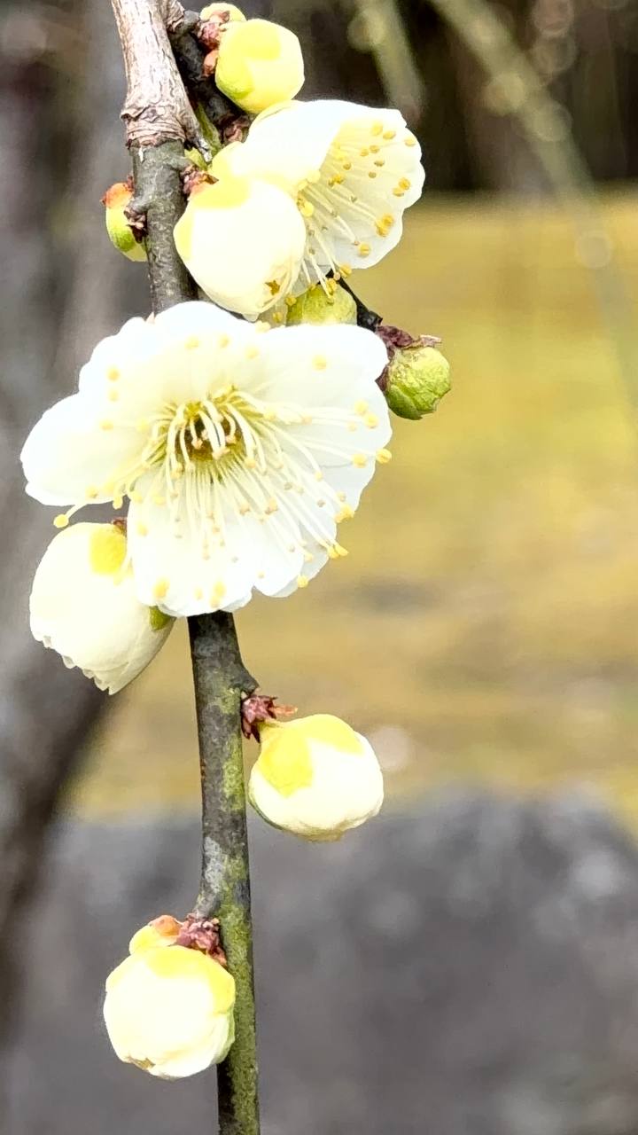 Шепот Южной сакуры: Февральский секрет Японии photo 3