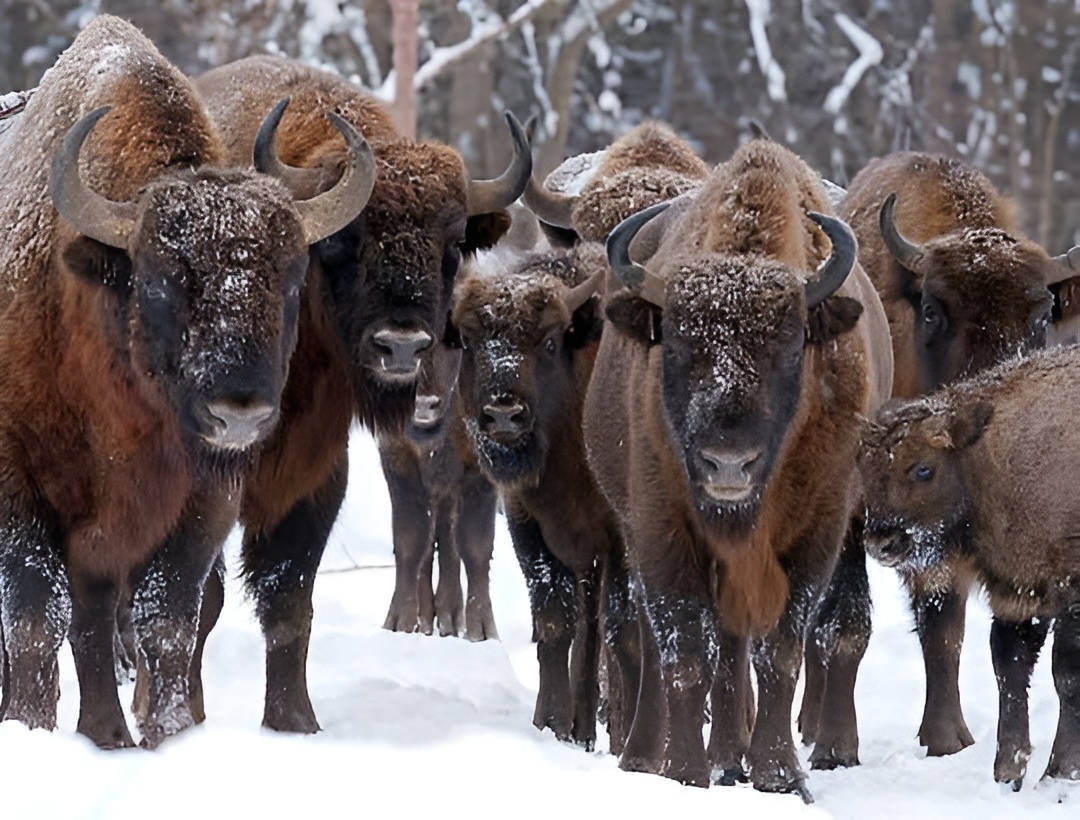 Новогоднее созвездие: Брест – Беловежская пуща – Гродно, 3 дня photo 3