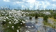 Тур на болото Ельня и водопад на реке Вята photo 1