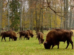 Брест—Пуща с Поместьем Деда Мороза, 2 дня photo 2