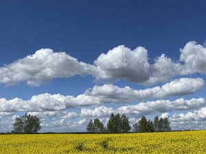 Волковысские россыпи photo 0