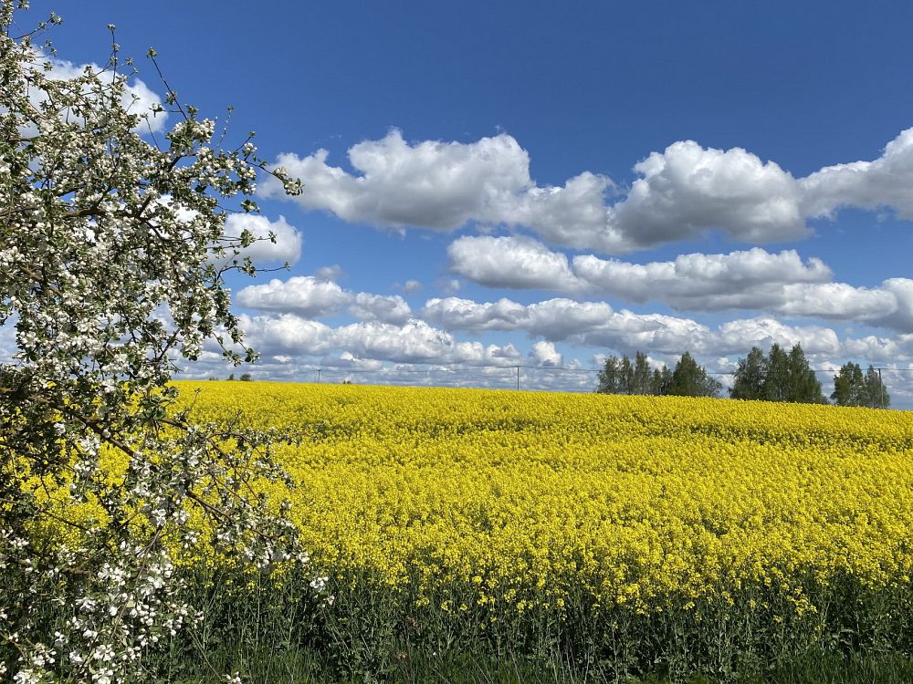 Трыпціх Вушаччыны. Ушачы — Сядзіба "Лаванда Лепей" — Лепель. photo 1