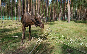 Заповедная Беларусь photo 1